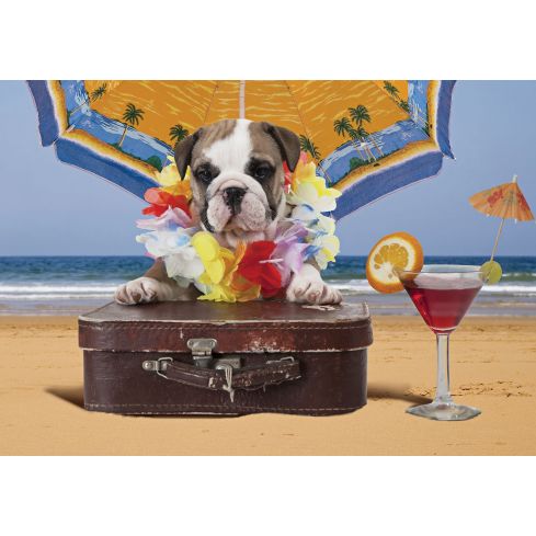 Zwierzęta Pies Na Plaży Drinki