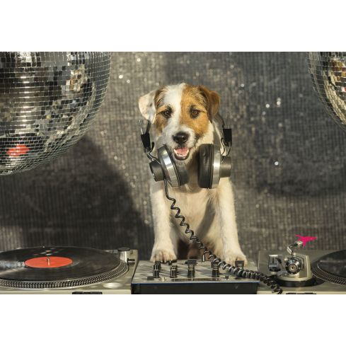 Zwierzęta Pies DJ Muzyka Słuchawki