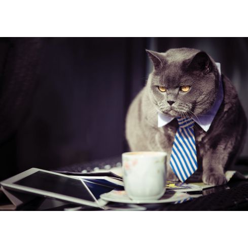 Zwierzęta Kot Gruby Kocur Biuro