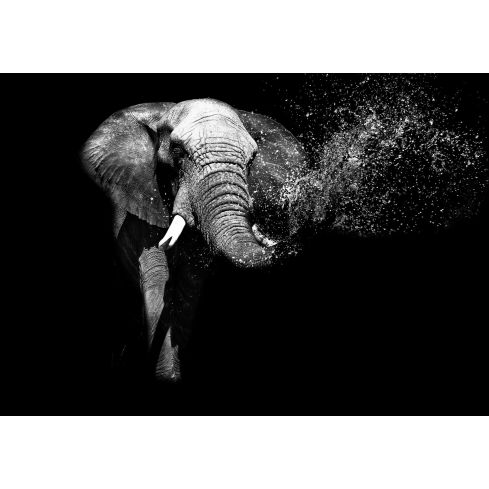 Zwierzęta Słonie Słoń Fotografia Portret