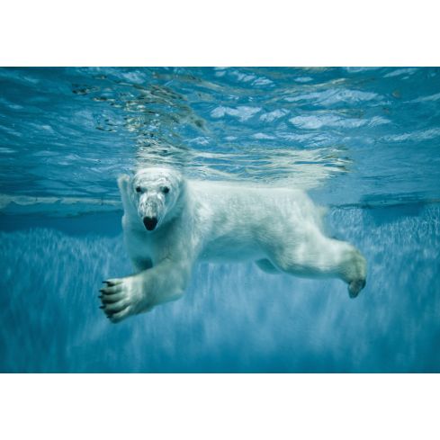 Zwierzęta Miś Polarny Natura Woda