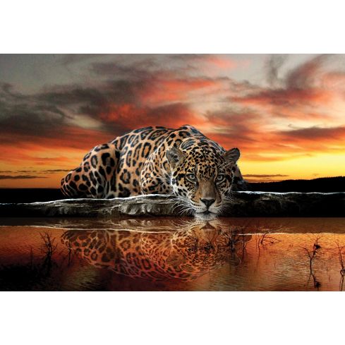 Zwierzęta Koty Jaguar Natura Lustro