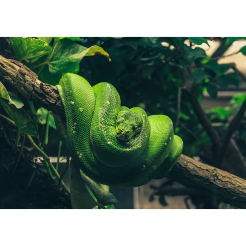 13002 - Zielony wąż