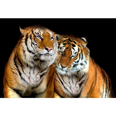 Zwierzęta Tygrysy Koty Dzika Przyroda