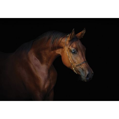 Zwierzęta Konie Brązowy Koń Portret