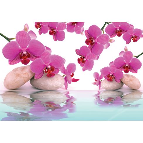 Natura Kamienie Storczyki Różowe Orchidee