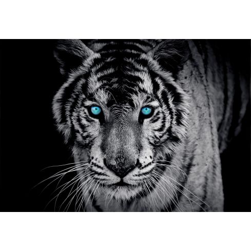 Zwierzęta Tygrys Niebieski Oczy Portret